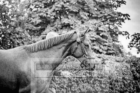 Goffs Orby 2017-25