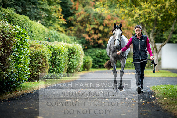 Goffs Orby 2017-14