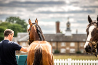 Goffs London Sale 2022-11