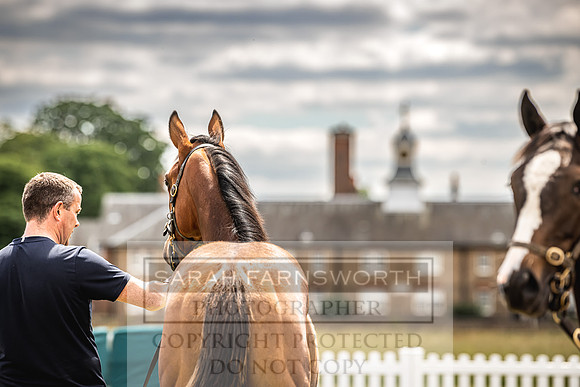 Goffs London Sale 2022-11