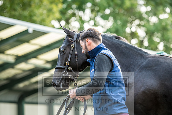Goffs Orby 2017-166