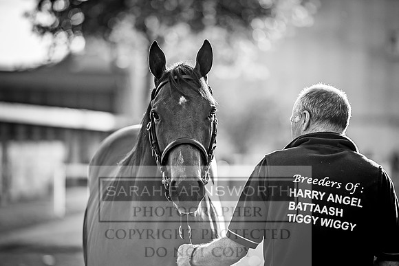 Goffs Orby 2017-415