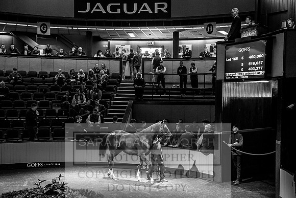 Goffs Orby 2017-304