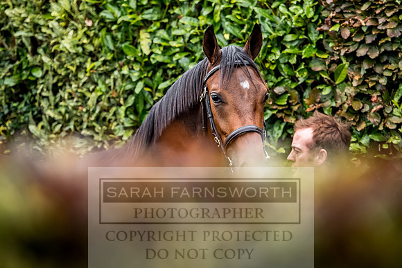 Goffs Orby 2017-664