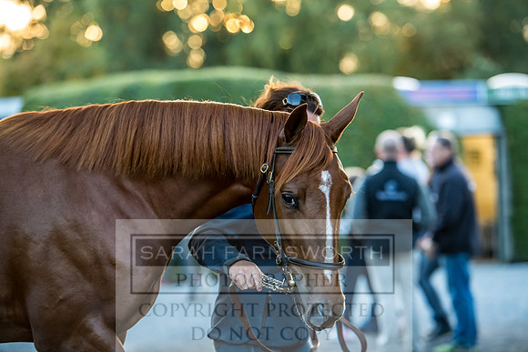 Goffs Orby 2017-471