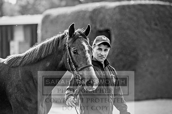 Goffs Orby 2017-395