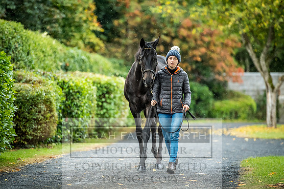 Goffs Orby 2017-559