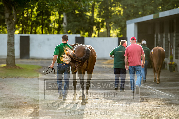 Goffs Orby 2017-350