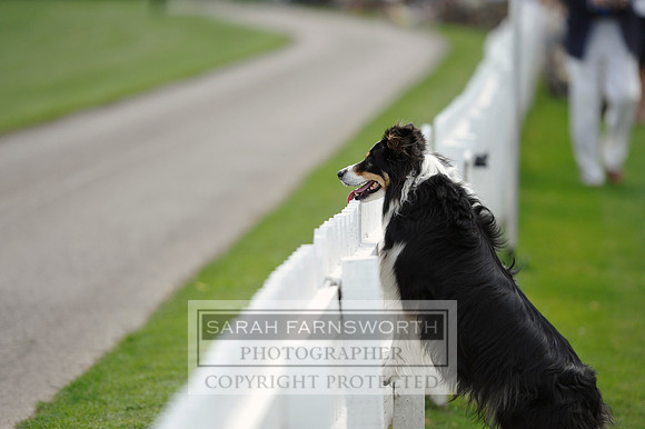Cirencester Polo CF3 485