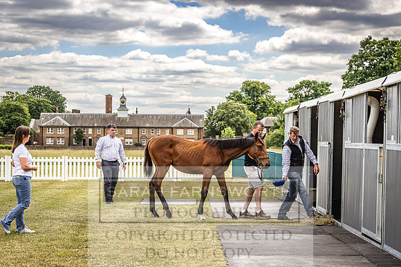 Goffs London Sale 2022-27