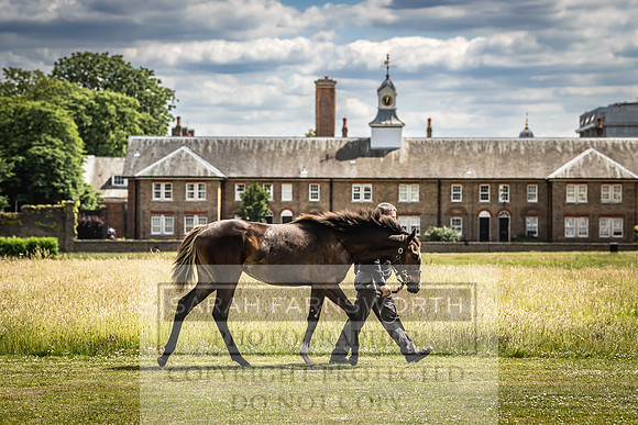 Goffs London Sale 2022-72