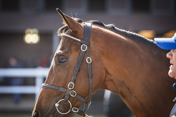 Goffs UK Breeze Up 2022-338