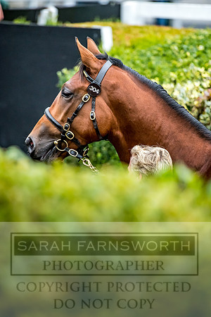 Goffs Orby 2017-653