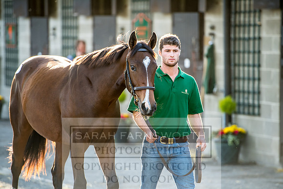 Goffs Orby 2017-404