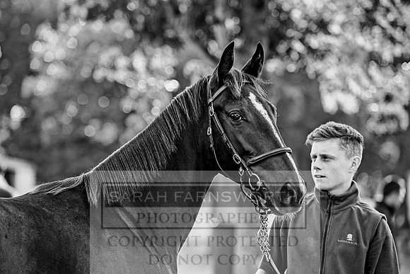 Goffs Orby 2017-344