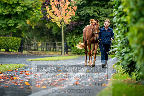 Goffs Orby 2017-536