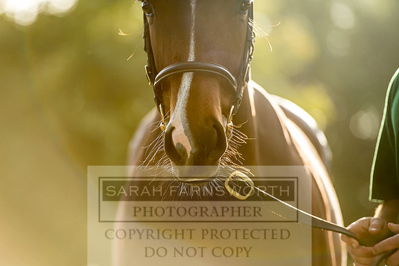 Goffs Orby 2017-360