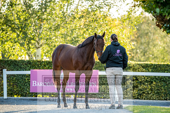 Goffs Orby 2017-449
