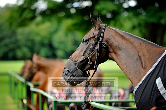 Cirencester Polo CF2 376