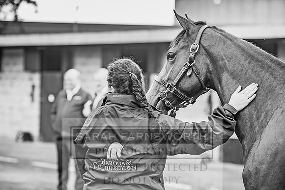 Goffs Orby 2017-37