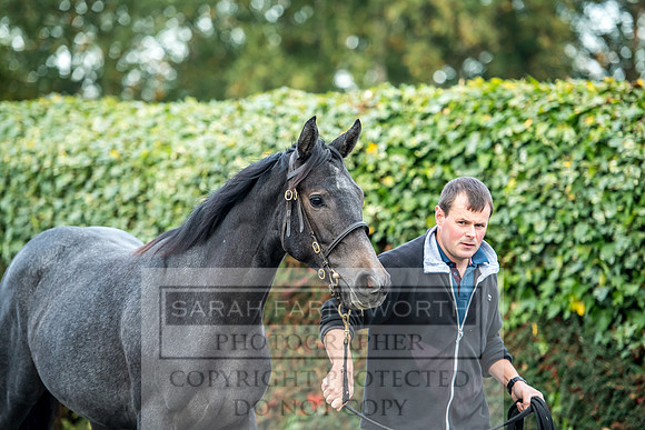 Goffs Orby 2017-65