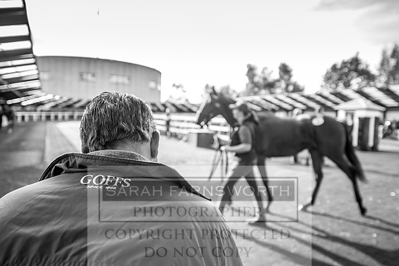 Goffs Orby 2017-140