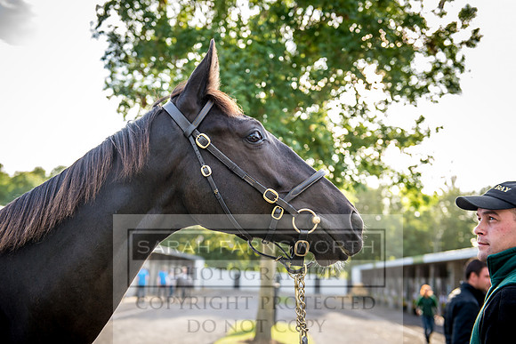 Goffs Orby 2017-337