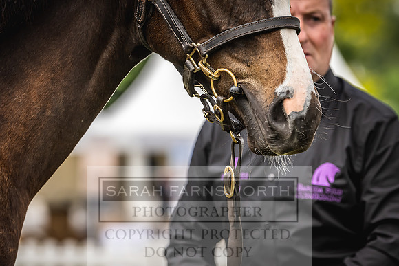 Goffs London Sale 2022-58