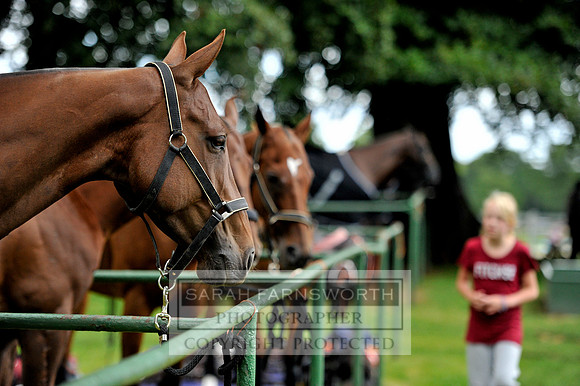 Cirencester Polo CF3 058