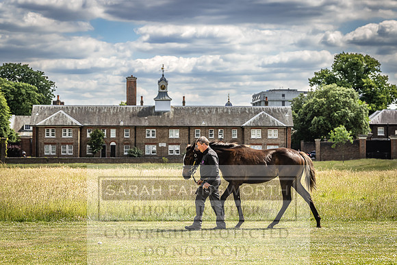 Goffs London Sale 2022-82