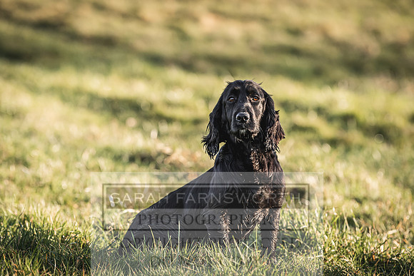 Avonmeadow Stud Dogs-93
