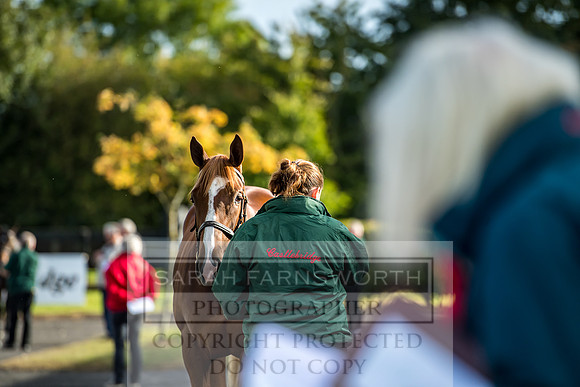 Goffs Orby 2017-111