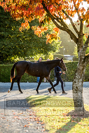 Goffs Orby 2017-436
