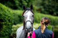 Goffs Orby 2017-7