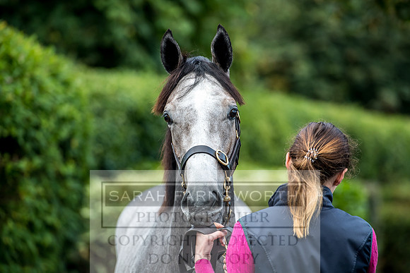 Goffs Orby 2017-7