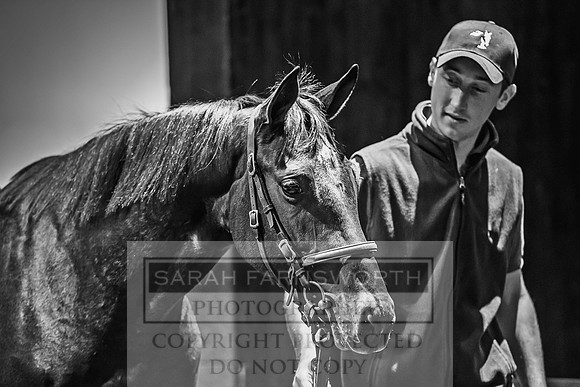 Goffs Orby 2017-240