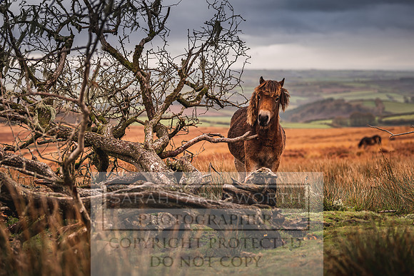 Exmoor Autumn 2020-35