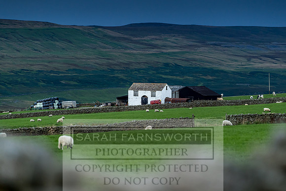 Grouse in Teesdale-7