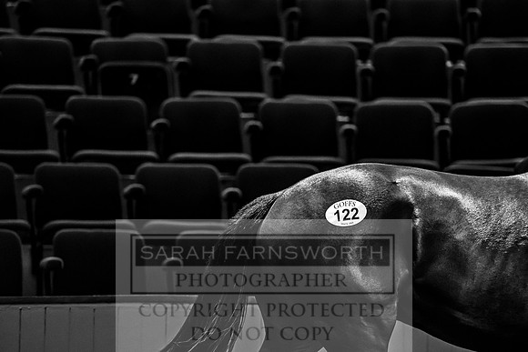 Goffs Orby 2017-238