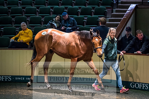 Goffs Orby 2017-702
