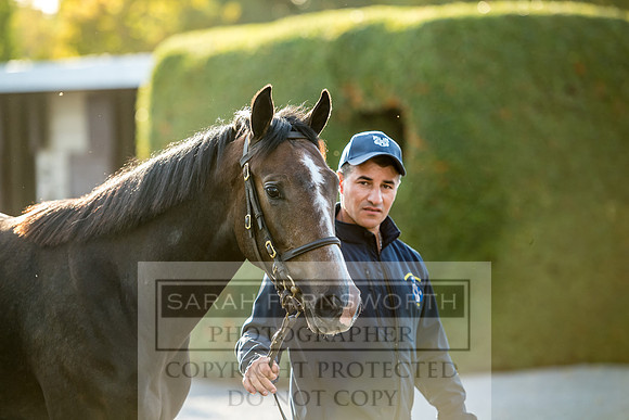 Goffs Orby 2017-396