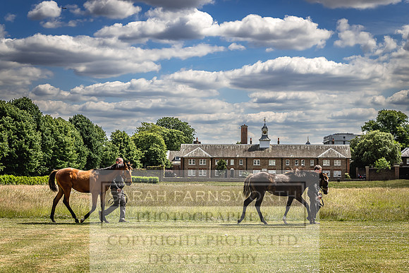 Goffs London Sale 2022-80