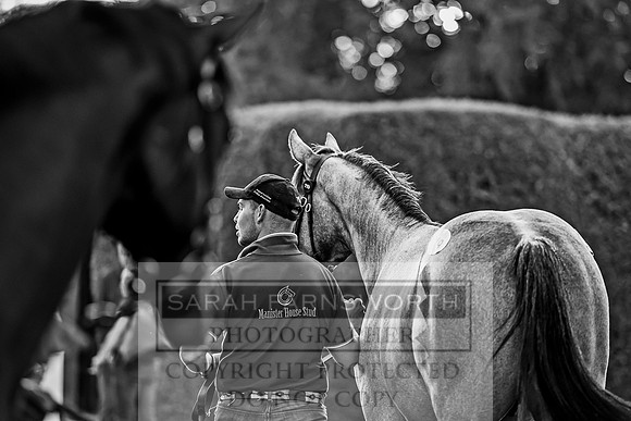 Goffs Orby 2017-467