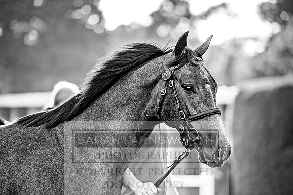 Goffs Orby 2017-376
