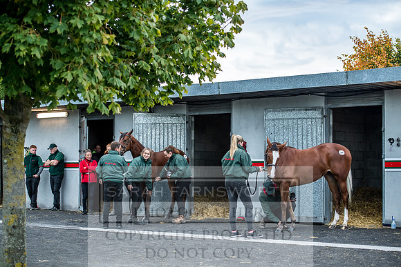 Goffs Orby 2017-53