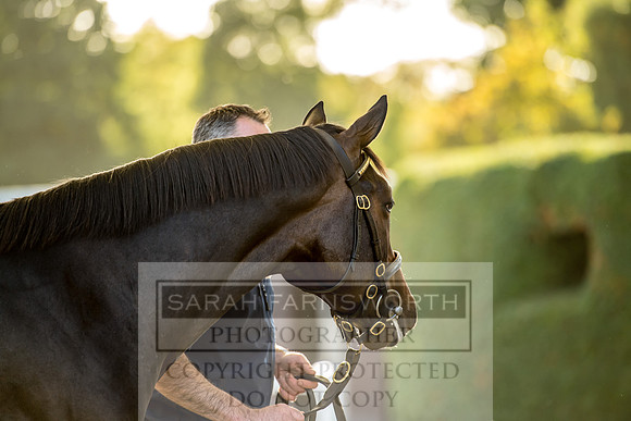 Goffs Orby 2017-391