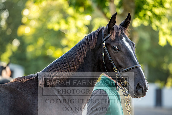 Goffs Orby 2017-343