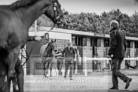 Goffs Orby 2017-640