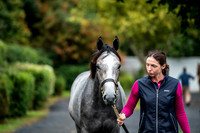 Goffs Orby 2017-11