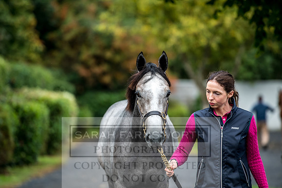 Goffs Orby 2017-11